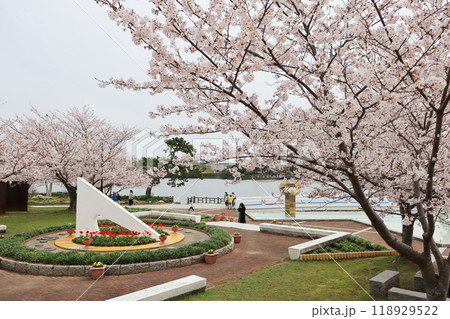 山口県宇部市の人気観光スポット桜咲くときわ公園 山口県宇部市の人気観光スポット桜咲くときわ公園 118929522