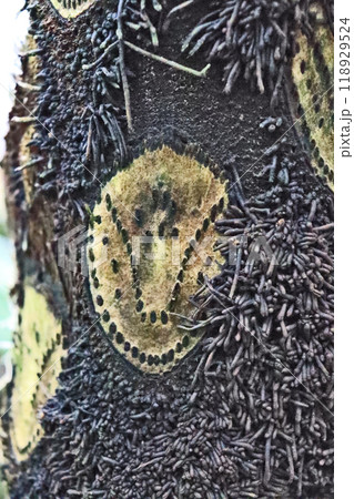 大型の常緑木生シダ植物ヒカゲヘゴの幹 118929524