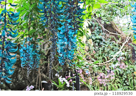 青緑色の美しいつる性熱帯植物ヒスイカズラ 118929530