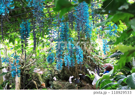 青緑色の美しいつる性熱帯植物ヒスイカズラ 118929533