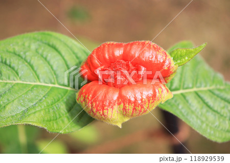 赤い唇のような花サイコトリア・ペピギアナ 118929539