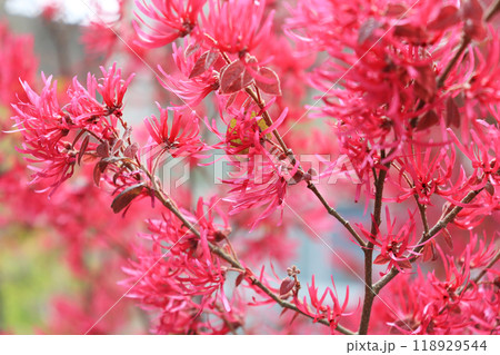 赤紫色の花が咲く常緑小高木ベニトキワマンサク 118929544