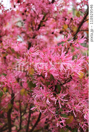 赤紫色の花が咲く常緑小高木のベニバナトキワマンサク 118929546
