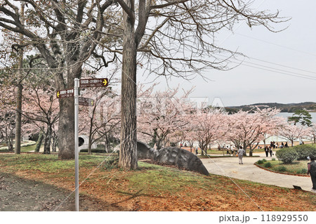 山口県宇部市の人気観光スポット桜咲くときわ公園 山口県宇部市の人気観光スポット桜咲くときわ公園 118929550
