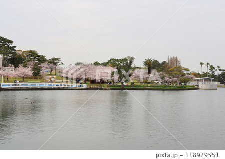 山口県宇部市の人気観光スポット桜咲くときわ公園 山口県宇部市の人気観光スポット桜咲くときわ公園 118929551