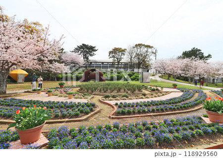 山口県宇部市の人気観光スポットときわ公園の春 山口県宇部市の人気観光スポットときわ公園の春 118929560