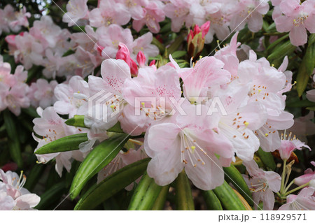 ピンク色の美しい花が咲くシャクナゲ 118929571