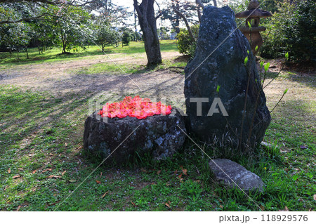 公園の石の上に集めて並べられた散り椿 公園の石の上に集めて並べられた散り椿 118929576