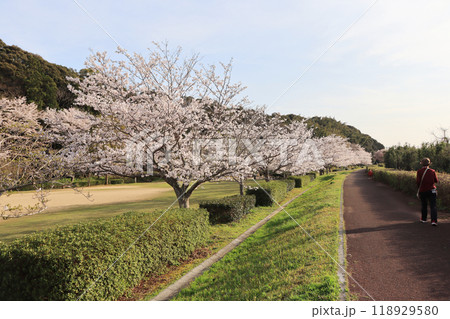 山口県山陽小野田市にある厚狭川河畔寝太郎公園桜と遊歩道 山口県山陽小野田市にある厚狭川河畔寝太郎公園桜と遊歩道 118929580