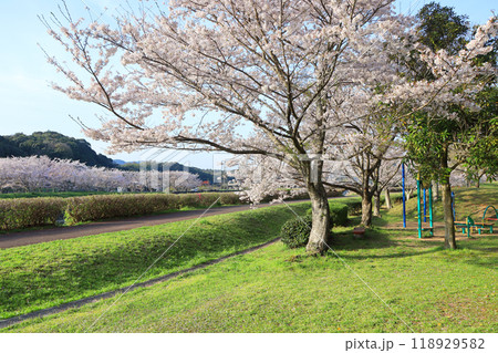山口県山陽小野田市にある厚狭川河畔寝太郎公園の春 118929582