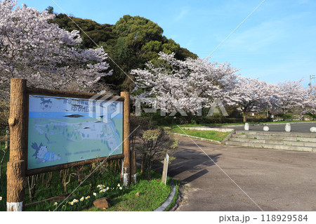 山口県山陽小野田市にある厚狭川河畔寝太郎公園と桜 118929584