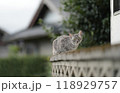 野良猫 118929757