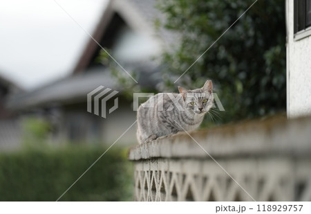 野良猫 118929757