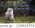 チワワ 118929758