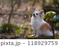 見上げるチワワ 118929759