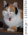 三毛猫 118929760