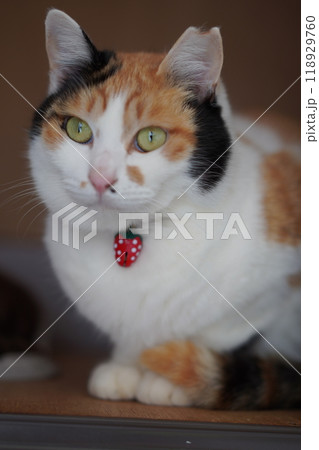 三毛猫 118929760