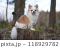 お座りするチワワ 118929782