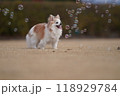 チワワとシャボン玉 118929784