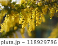ミモザ 118929786