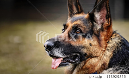 A loyal German Shepherd, tongue lolling happily, gazes into the distance with a look of contentment 118929836
