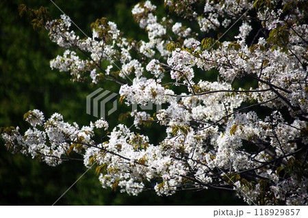 朝日を浴びて咲く山桜の花 朝日を浴びて咲く山桜の花 118929857