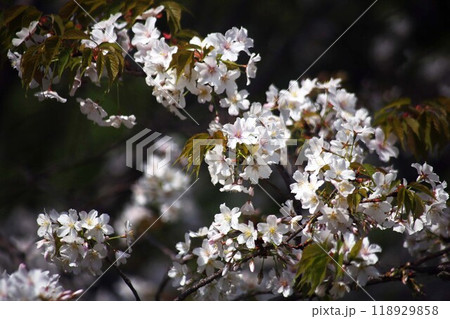 朝日を浴びて咲く山桜の花 朝日を浴びて咲く山桜の花 118929858