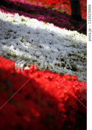 クルメツツジ 花 の絨毯 クルメツツジ 花 の絨毯 118929866