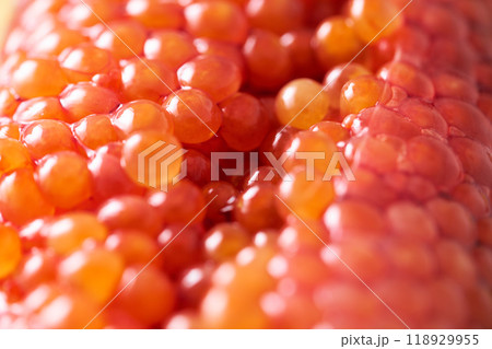 筋子のクローズアップ 118929955