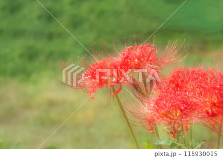 満開の彼岸花の多重露光撮影 満開の彼岸花の多重露光撮影 118930015