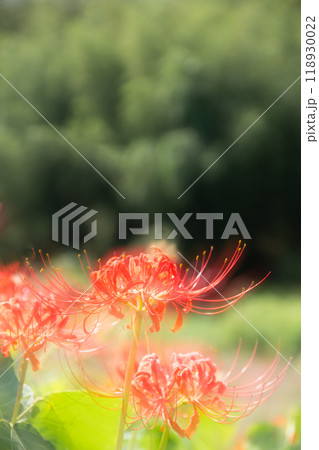 満開の彼岸花の多重露光撮影 満開の彼岸花の多重露光撮影 118930022