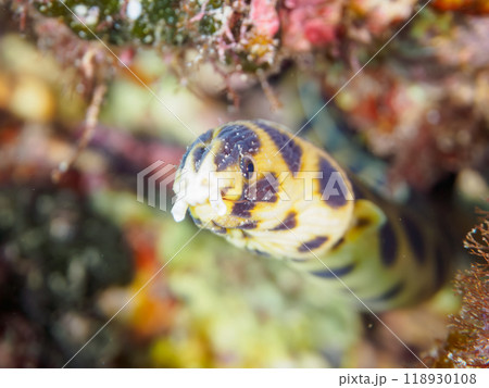 不思議なモヨウモンガラドオシ（ウミヘビ科）。  東京都伊豆諸島式根島-2023 118930108