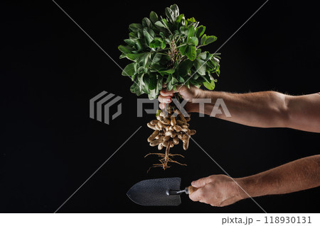 farmer holding fresh peanuts with green leaves close up near garden shovel on dark background 118930131