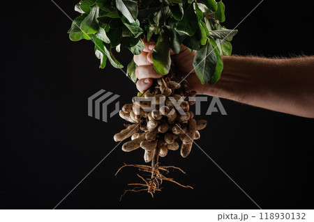 farmer holding fresh peanuts with green leaves close up near garden shovel on dark background 118930132