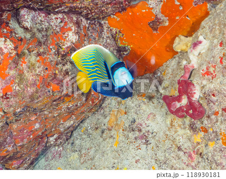 美しいタテジマキンチャクダイ(キンチャクダイ科)他。 東京都伊豆諸島式根島-2023年 美しいタテジマキンチャクダイ(キンチャクダイ科)他。 東京都伊豆諸島式根島-2023年 118930181