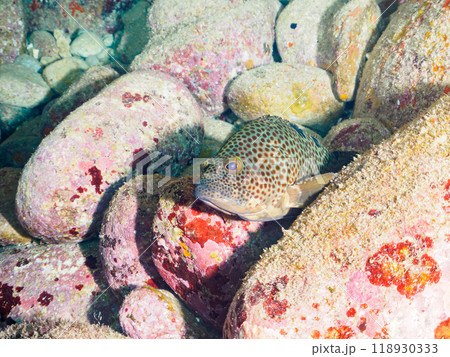 美しく大きなオオモンハタ（ハタ科）。  東京都伊豆諸島式根島-2023年 118930333