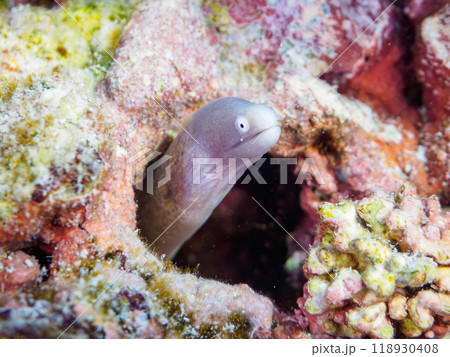 可愛いサビウツボ（ウツボ科）の幼魚。 東京都伊豆諸島式根島-2023年 118930408