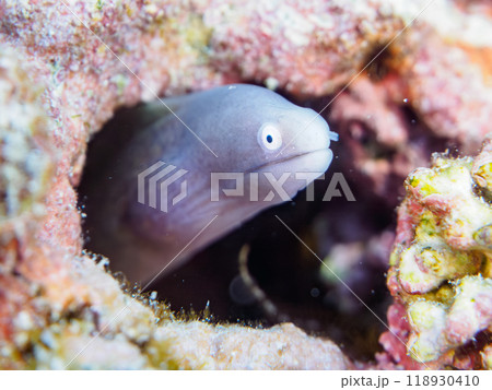 可愛いサビウツボ（ウツボ科）の幼魚。 東京都伊豆諸島式根島-2023年 118930410