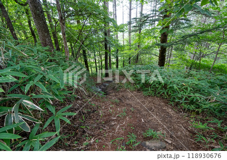 大菩薩嶺 (大菩薩峠登山口→石丸峠→上日川峠) 118930676