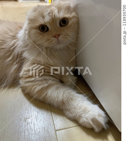 家具に寄りかかる猫 118930700