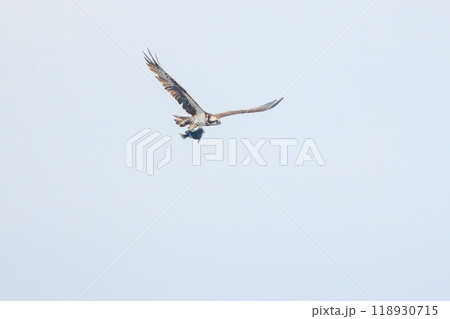 魚を捕らえ掴んだまま飛翔する美しいミサゴ（タカ科）。東海汽船伊豆諸島航路さるびあ丸船上-2023 118930715
