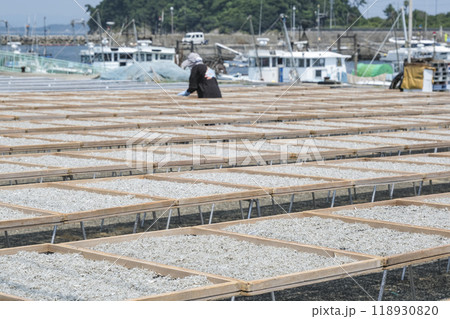 篠島の特産物であるシラス干し 篠島の特産物であるシラス干し 118930820