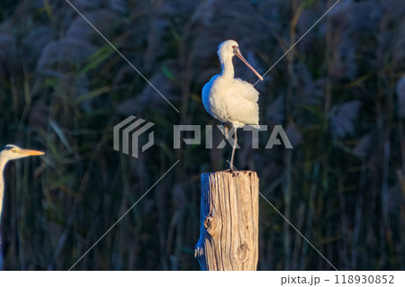 地上に五千羽しかいない絶滅危惧種 貴重なクロツラヘラサギ（トキ科）東京都江戸川区葛西臨海公園2023 118930852