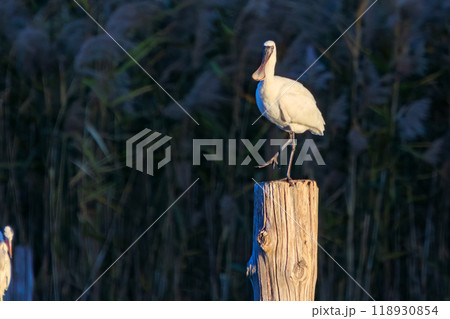 地上に五千羽しかいない絶滅危惧種 貴重なクロツラヘラサギ（トキ科）東京都江戸川区葛西臨海公園2023 118930854