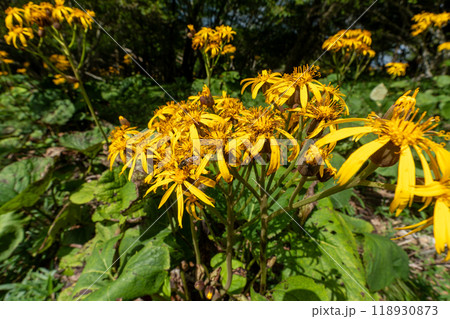 大菩薩嶺 (大菩薩峠登山口→石丸峠→上日川峠) 118930873