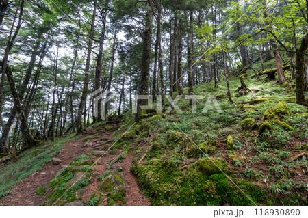 大菩薩嶺 (大菩薩峠登山口→石丸峠→上日川峠) 118930890