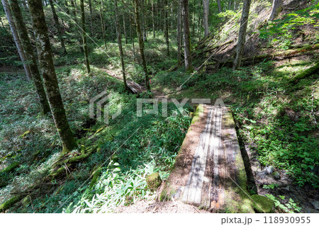 大菩薩嶺 (大菩薩峠登山口→石丸峠→上日川峠) 118930955
