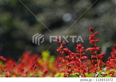 怪しいサルビアの花 怪しいサルビアの花 118931072