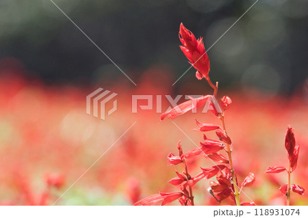 赤いサルビアの花 赤いサルビアの花 118931074