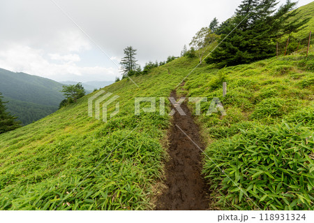 大菩薩嶺 (大菩薩峠登山口→石丸峠→上日川峠) 118931324